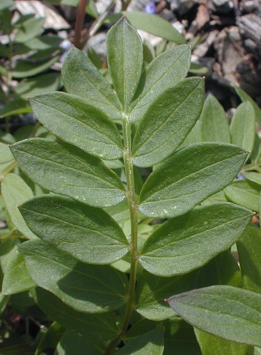 Polemonium Vanbruntiae